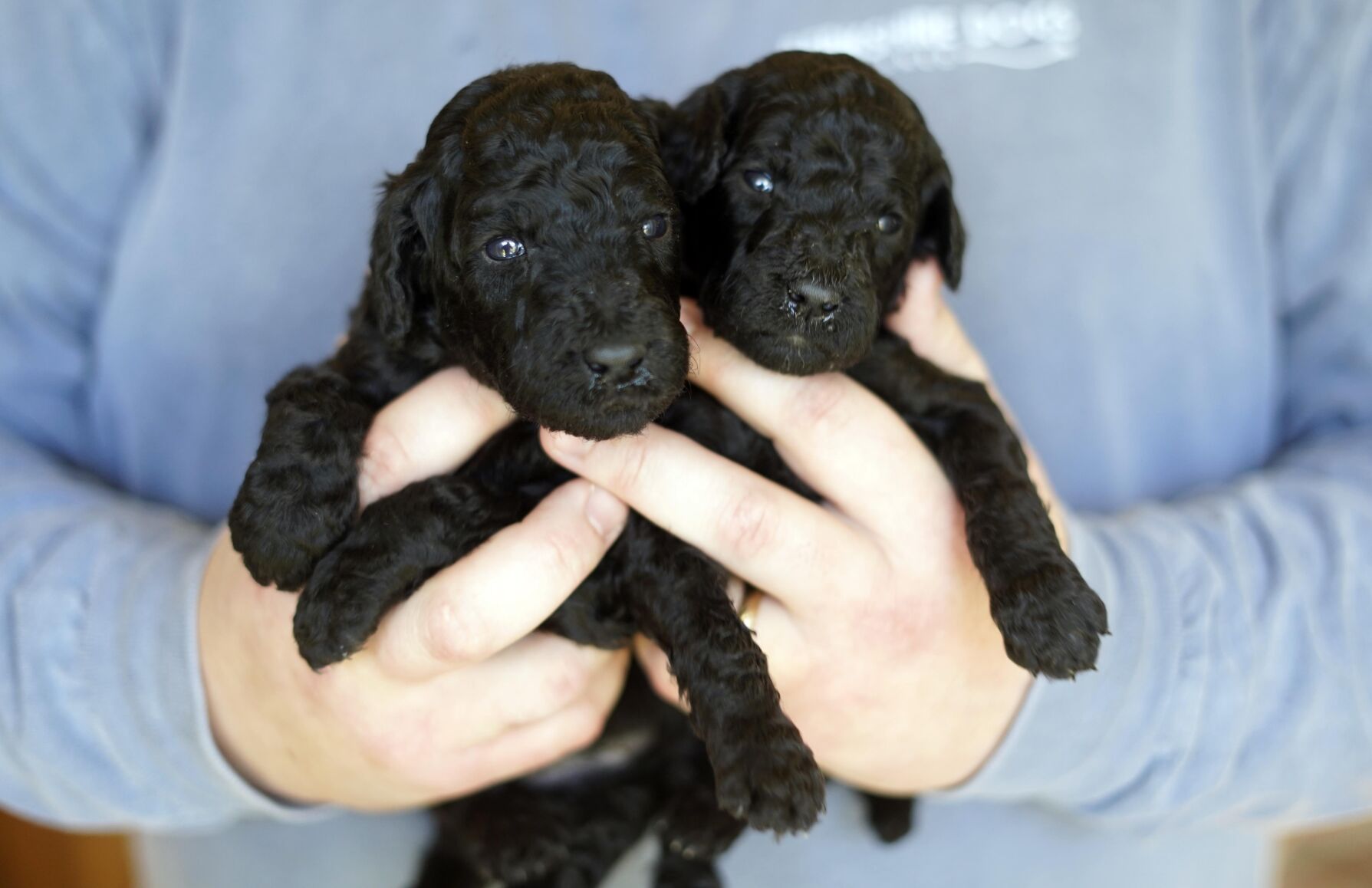 Hands holding poodles